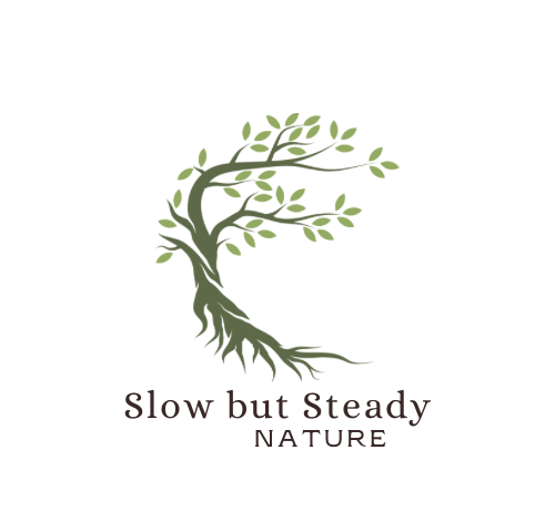 Slow But Steady Nature 